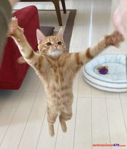 meme giơ tay bế iem