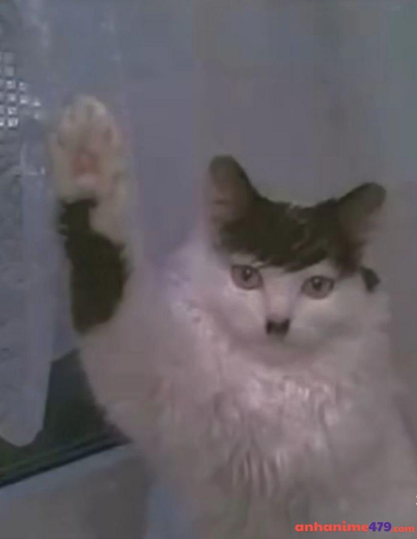 meme giơ tay đáng yêu