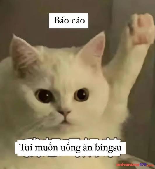 meme giơ tay hài bựa