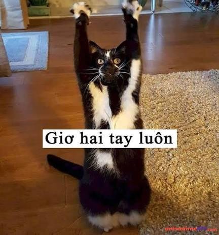 meme giơ tay hai tay
