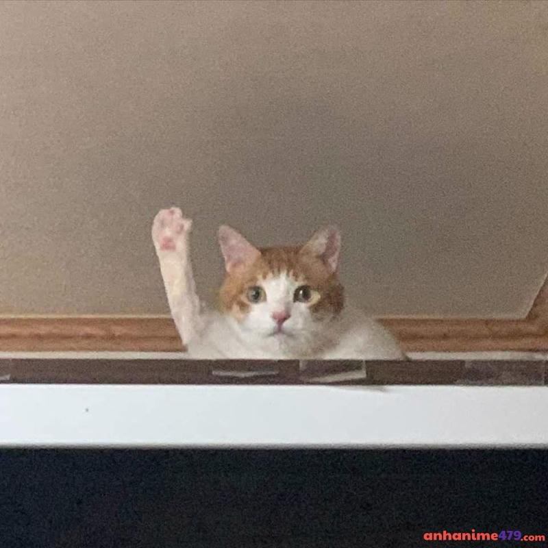 meme giơ tay mèo cute