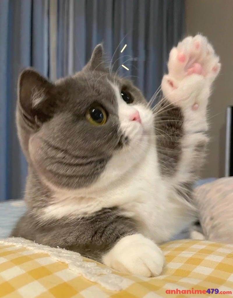 meme giơ tay meo meoo