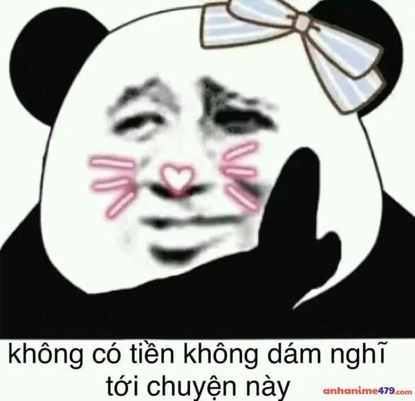 meme hài hước gấu đen
