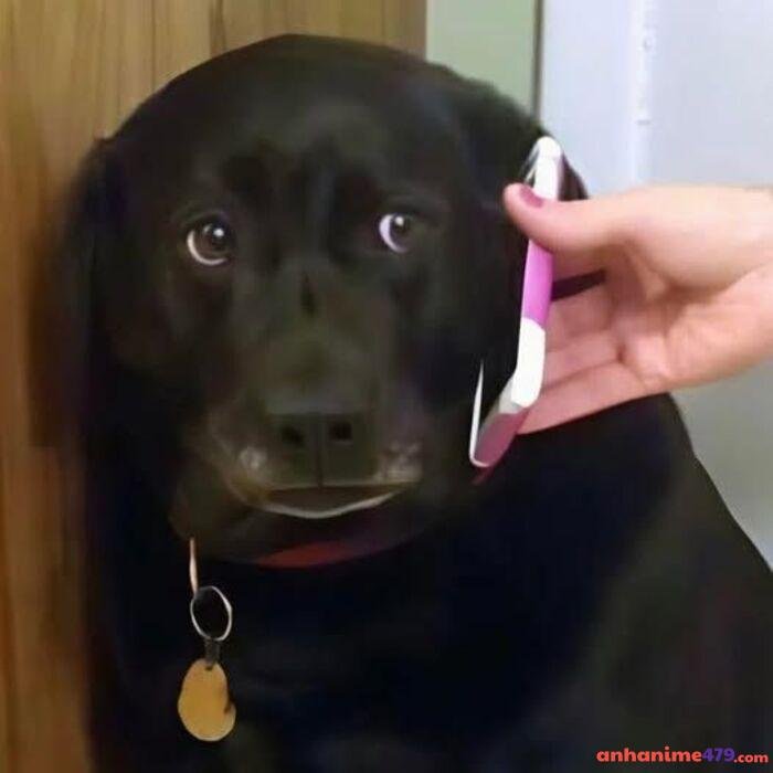 meme hoang mang hài hước bựa