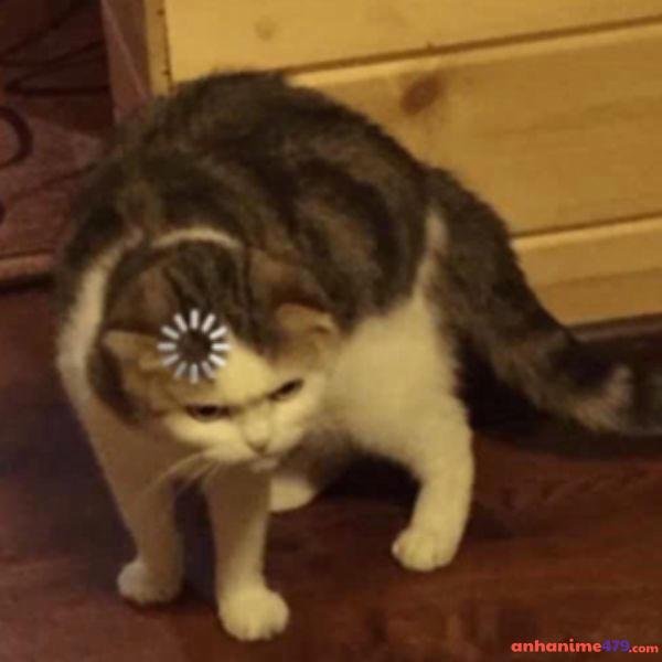 meme khó hiểu cái đéo gì vậy