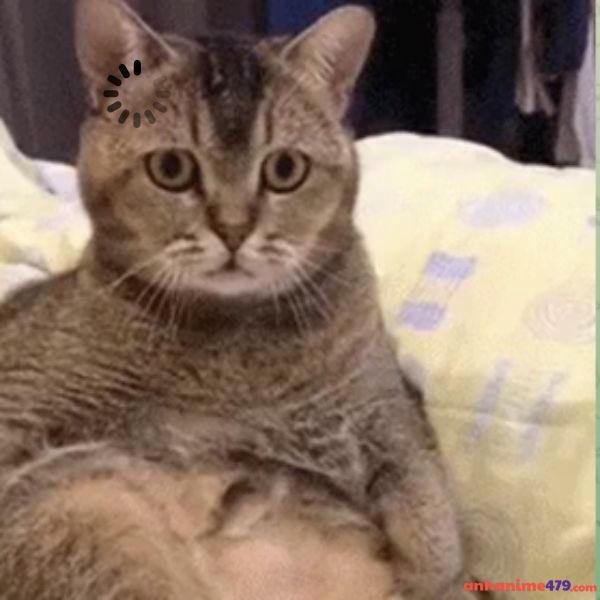 meme khó hiểu ngơ quá