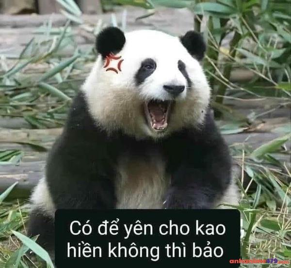 meme không cười không ngừng