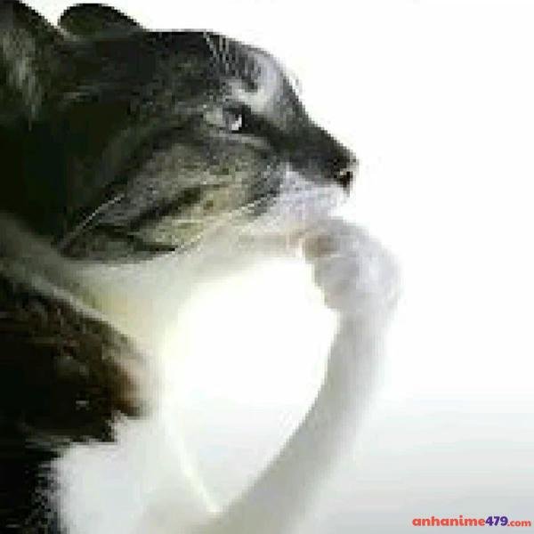 meme không hiểu meme hot nhất