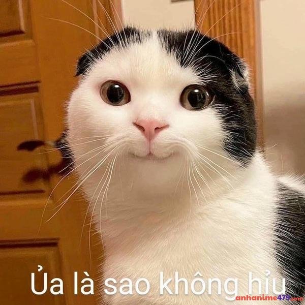 meme không hiểu sao luôn
