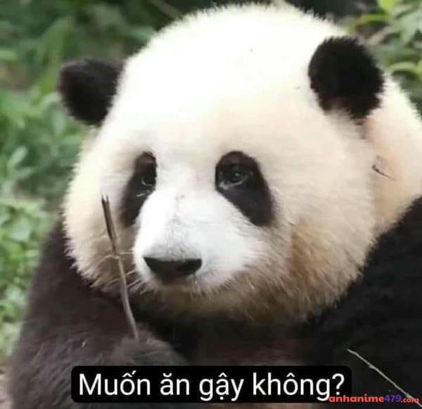 meme không meme hot trend