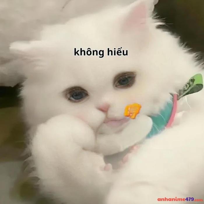 meme không thấy