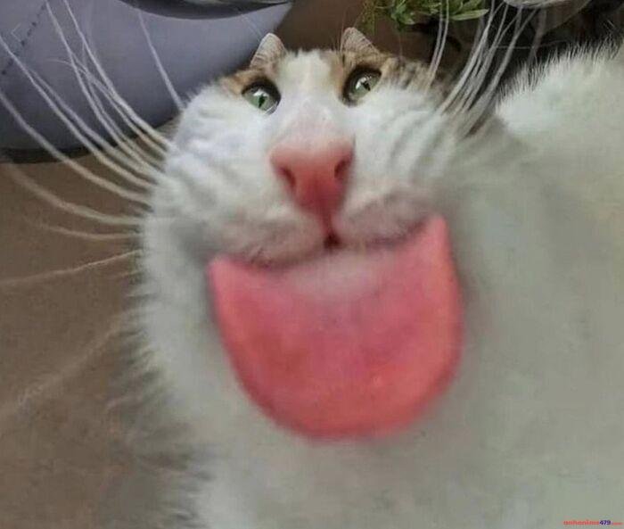 meme lêu lêu dễ thương mèo