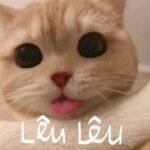 meme lêu lêu hài hước
