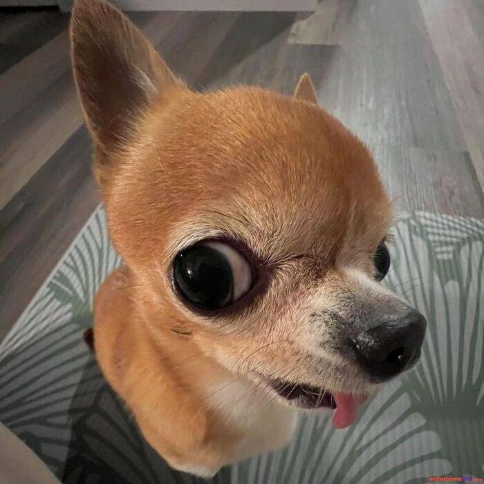 meme lêu lêu hình chó