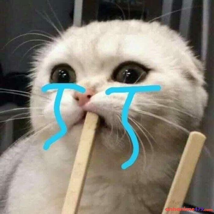 meme mèo buồn khóc