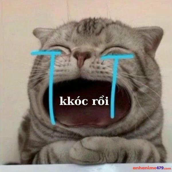meme mèo khóc bịp