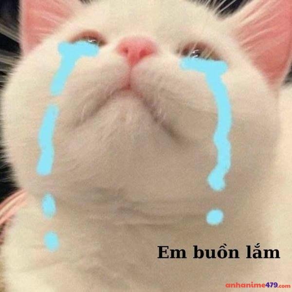 meme mèo khóc buồn lắm