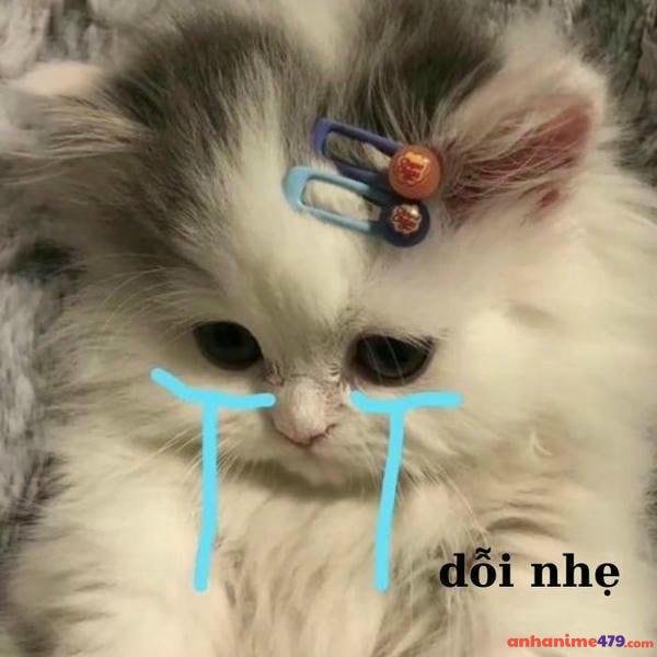 meme mèo khóc gif