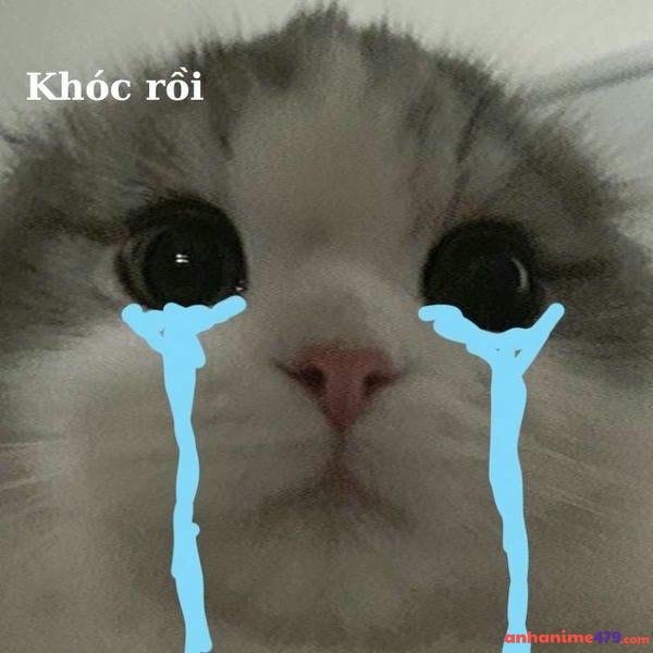 meme mèo khóc ròng
