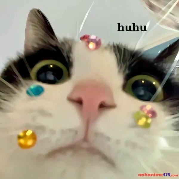 meme mèo khóc