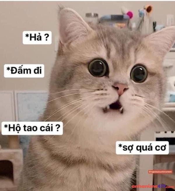meme mèo sợ