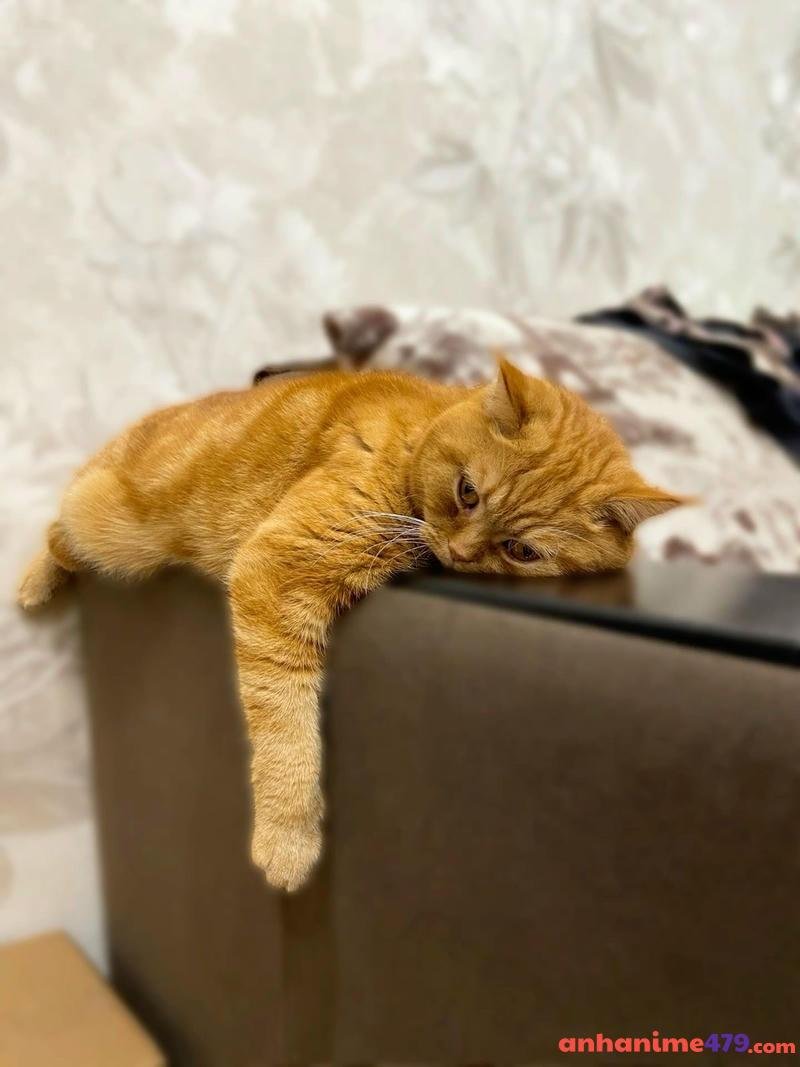 meme mệt mỏi meo chán