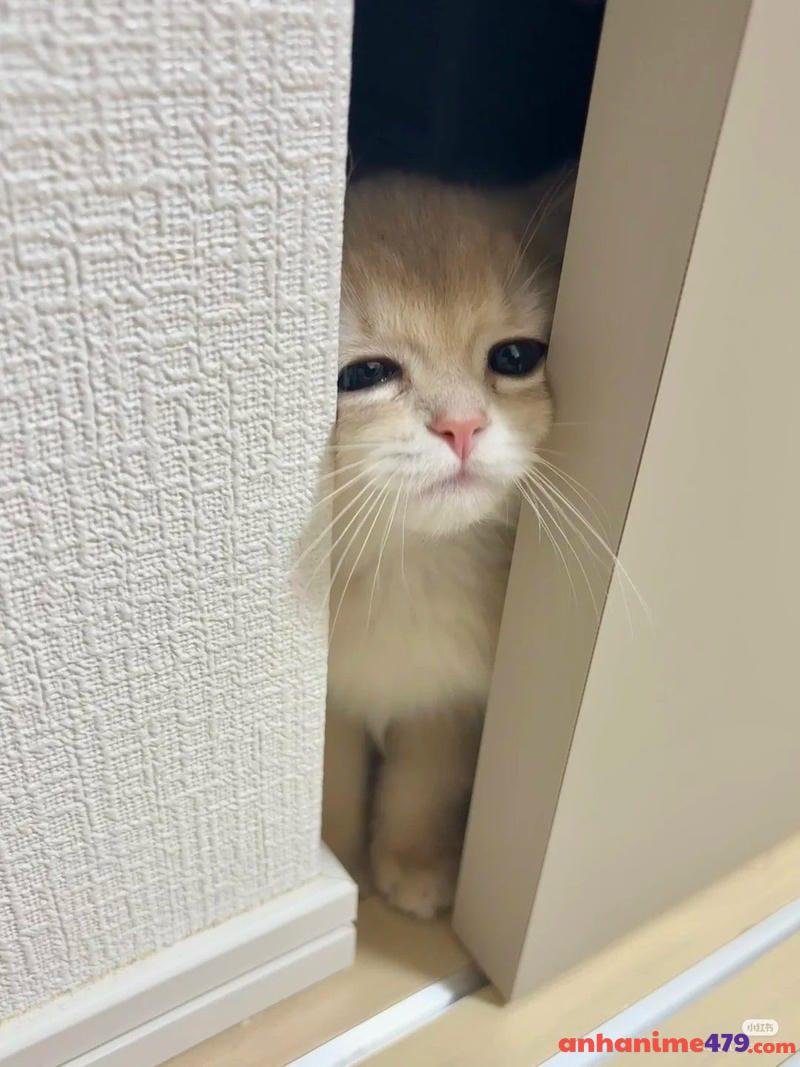 meme mệt mỏi meo