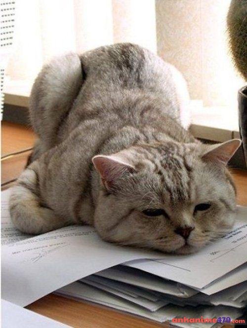 meme mệt mỏi xỉu ngang