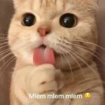 meme mlem