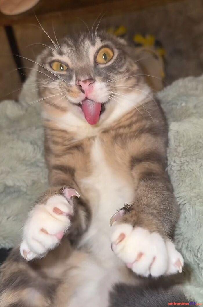 meme mlem ảnh bựa