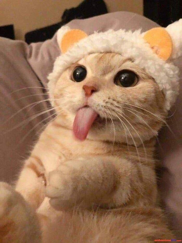 meme mlem ảnh