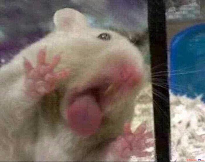 meme mlem chế hài