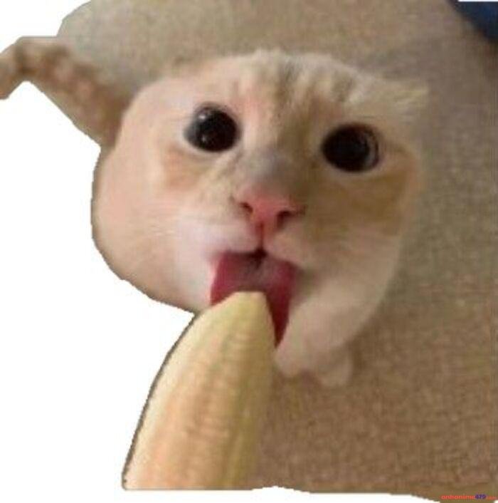 meme mlem cute funny hài