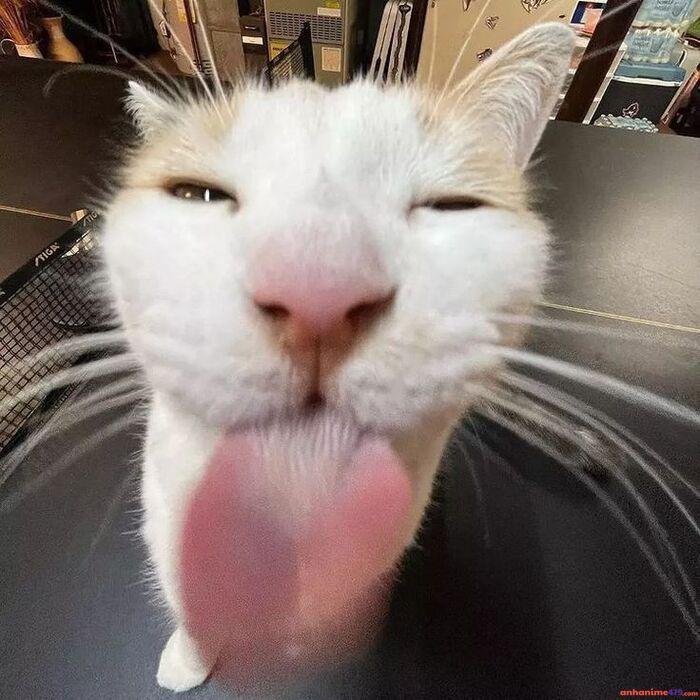 meme mlem mèo