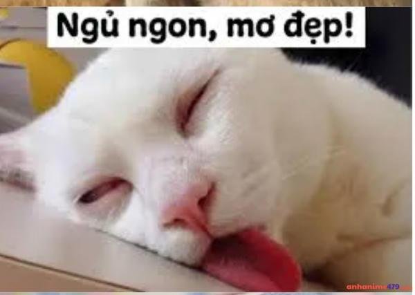 meme mơ đẹp