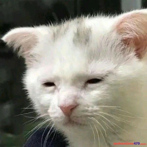 meme mới ngủ dậy meme mới nhất