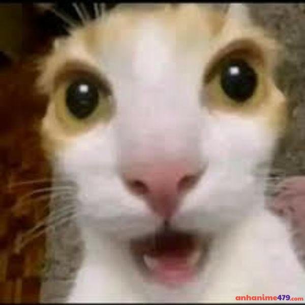 meme ngạc nhiên cực hài