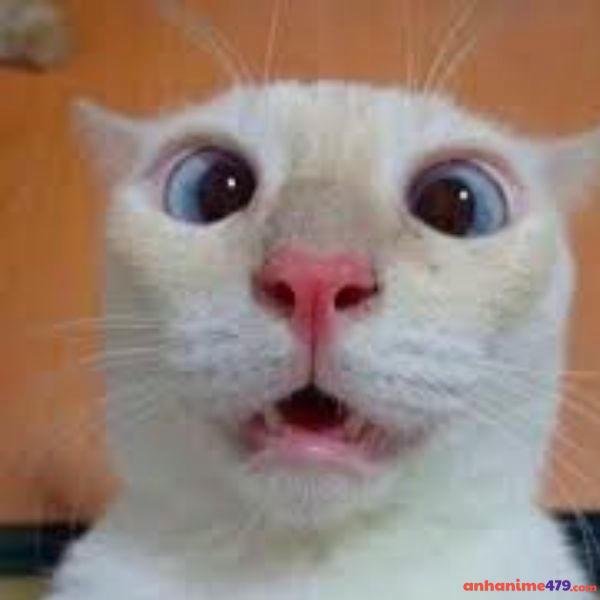 meme ngạc nhiên hài