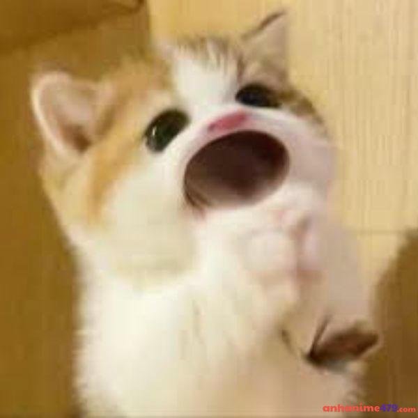 meme ngạc nhiên siêu bựa