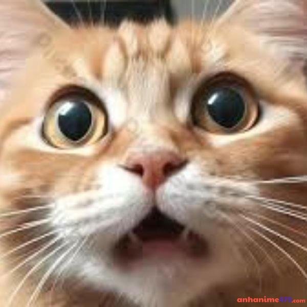 meme ngạc nhiên troll team