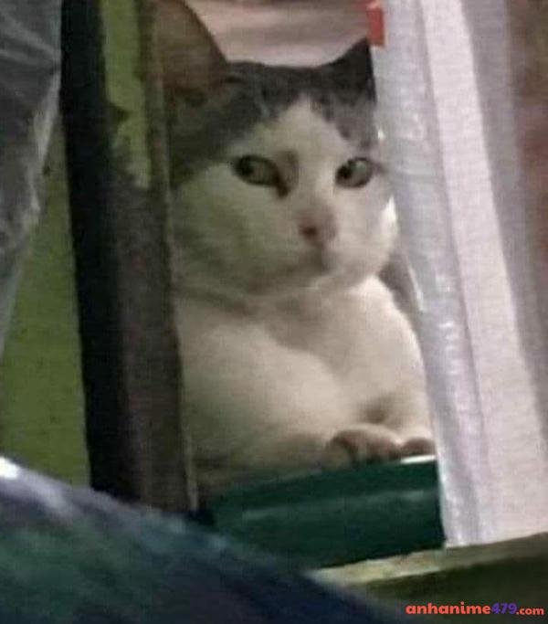 meme nghi ngờ mèo đơ