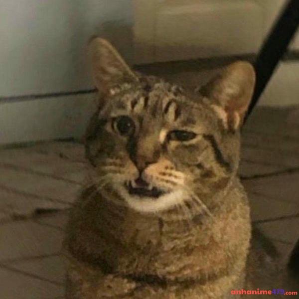meme nghi ngờ mèo