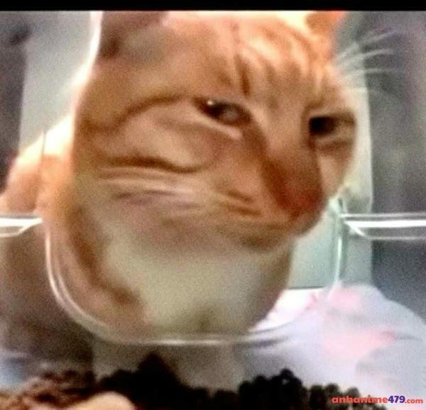 meme nghi ngờ the rock