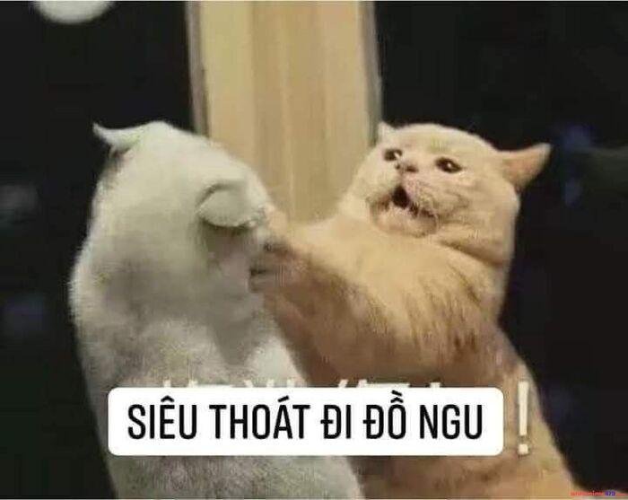 meme ngu hài hước mèo