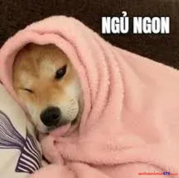 meme ngủ ngon