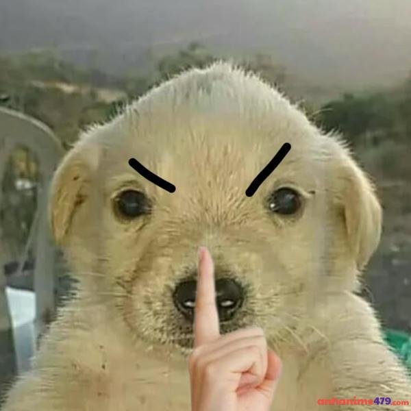 meme nín chó