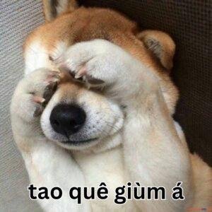 meme quê hình bựa