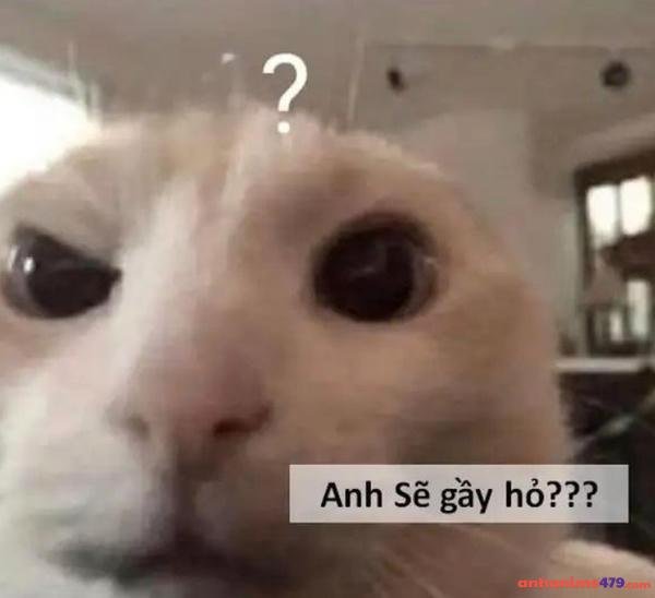 meme sẽ gầy bựa