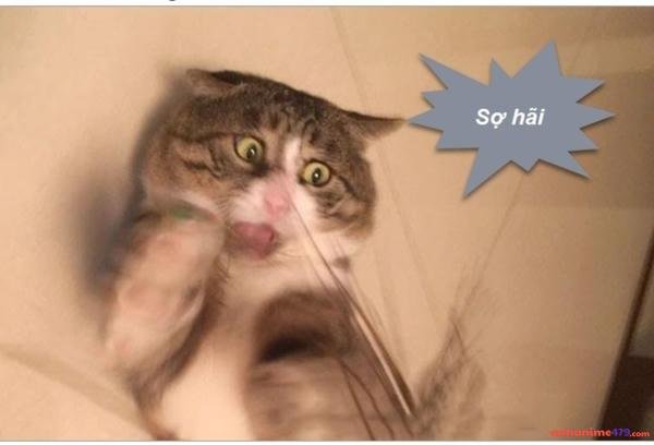 meme sợ quá