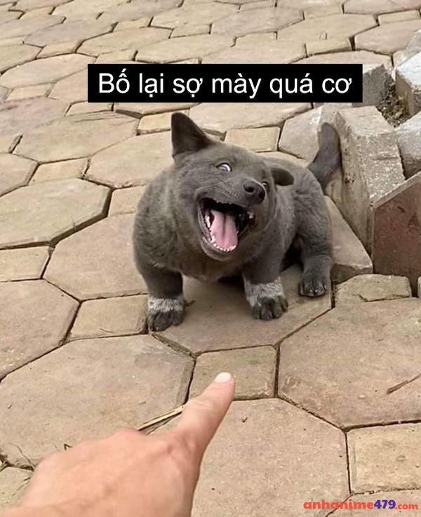 meme sợ quá cơ